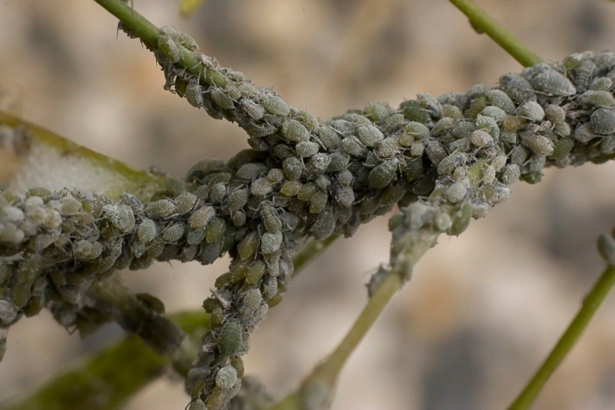 Tree Branch Full Of Aphid Insects