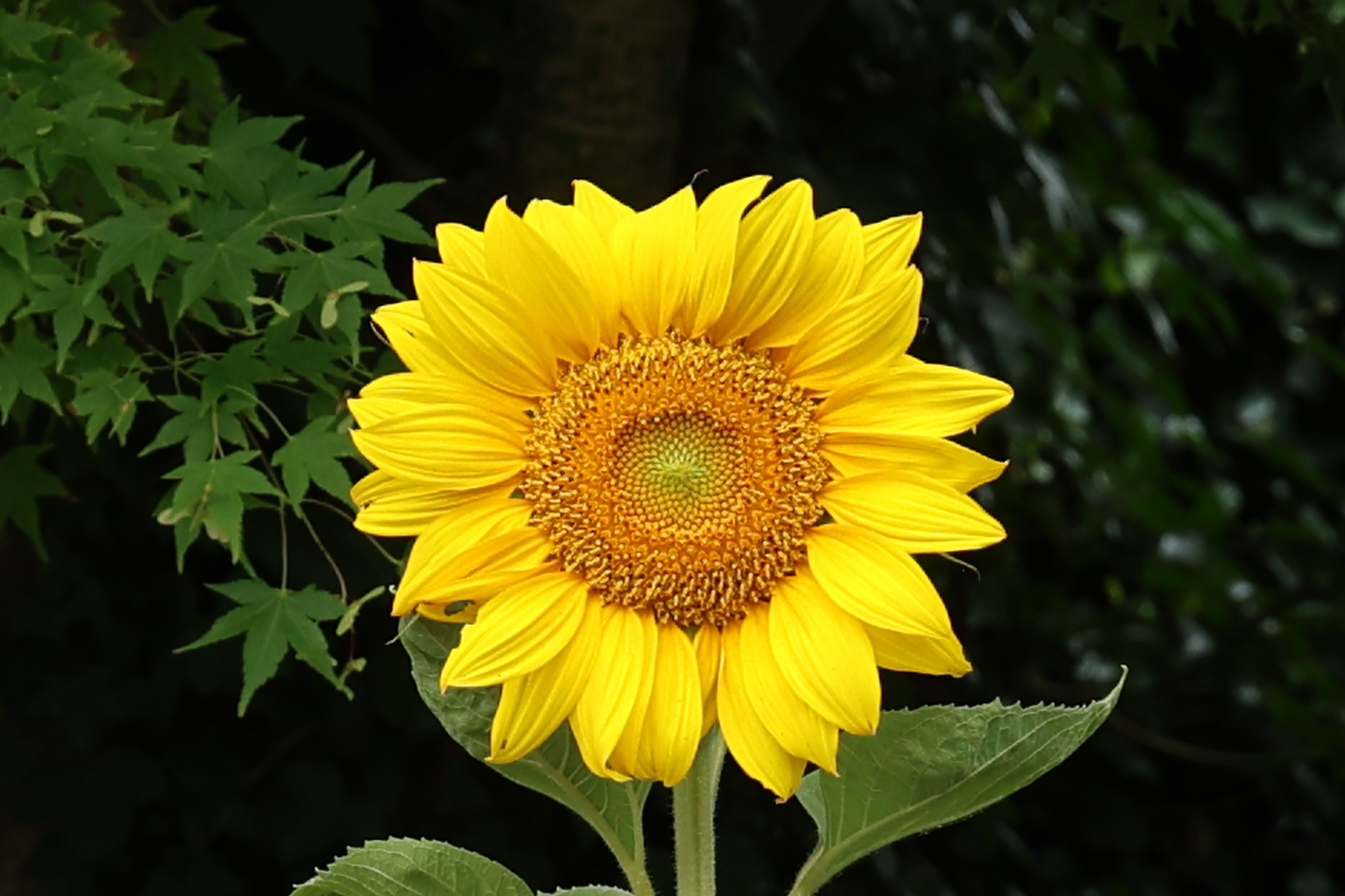 Yellow sunflower shot on a sunny day against green foliage background