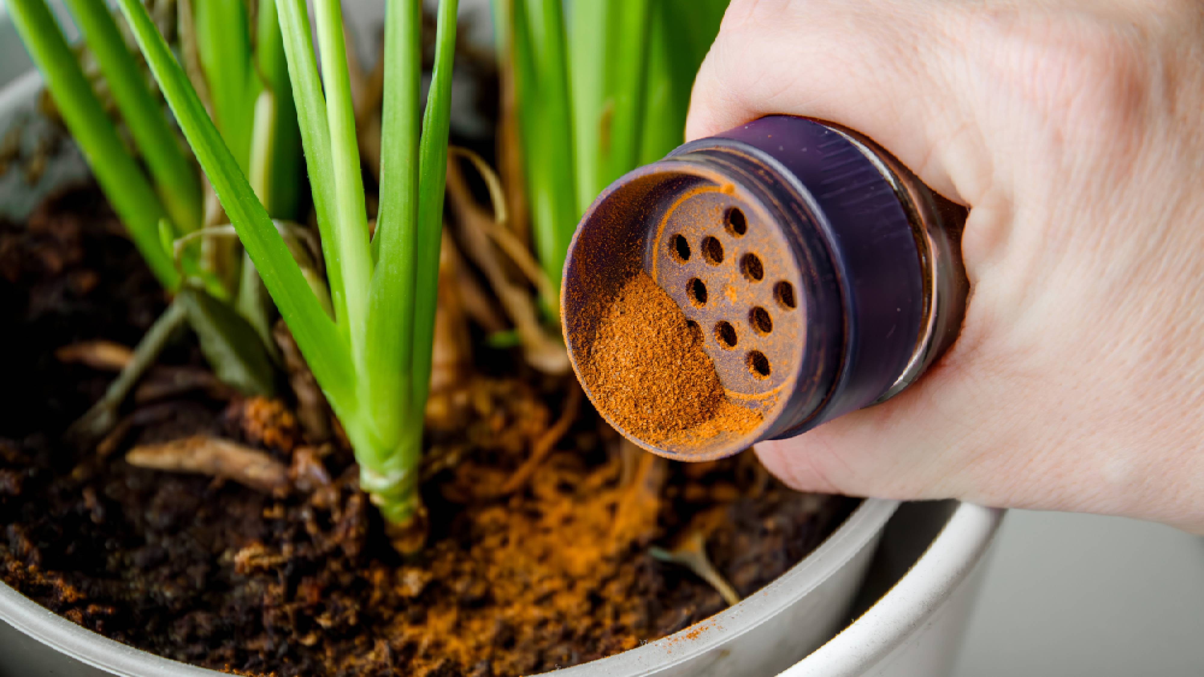 Dusting cinnamon on houseplant to prevent fuzzy mold