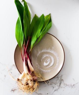 Harvested ramps bulbs and foliage on a plate with sea salt