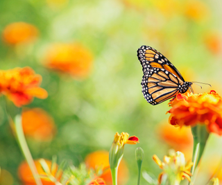 Monarch butterly feeding on the nectar of an orange marigold flower