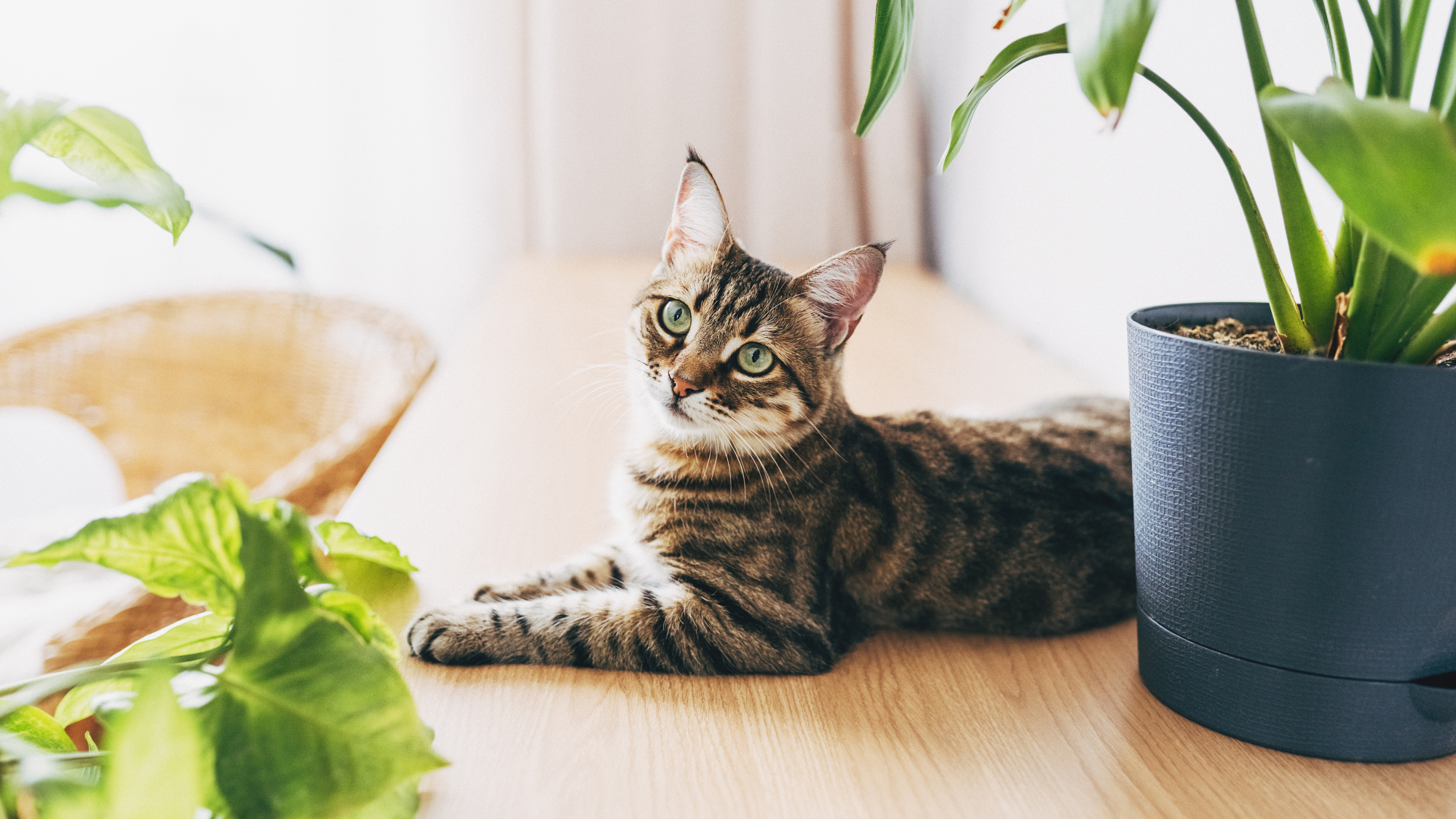 cat lying on table surrounded by plants 