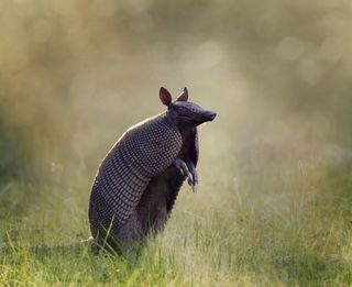 nine-banded armadillo