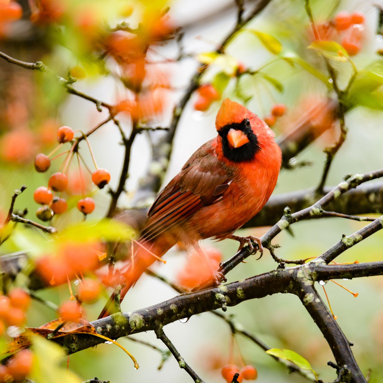 Northern cardinal perched in a tree covered with orange berries. The bird appears to be slightly hidden by the out of focus foliage.