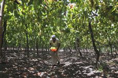 indian wine, nasik, sula winery