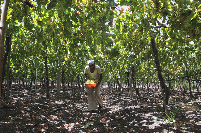 indian wine, nasik, sula winery