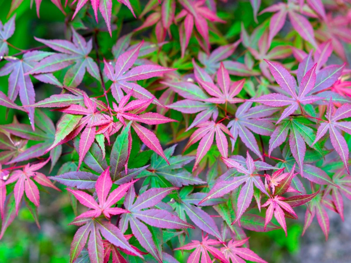 My Japanese Maple Leaves Have Spots Treating Leaf Spot On Japanese