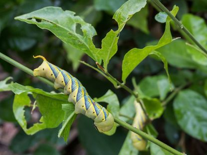 Jasmine Plant Leaves With Pest Damage