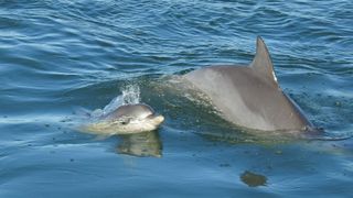 A dolphin and its baby swim alongside each other.