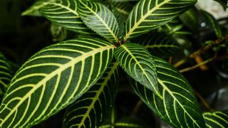 Close up shot of Zebra plant