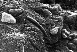 High-resolution scanning electron microscope image of the structures.