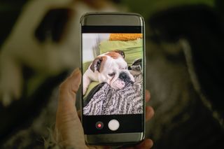 A bulldog is featured on the screen of a smartphone. 