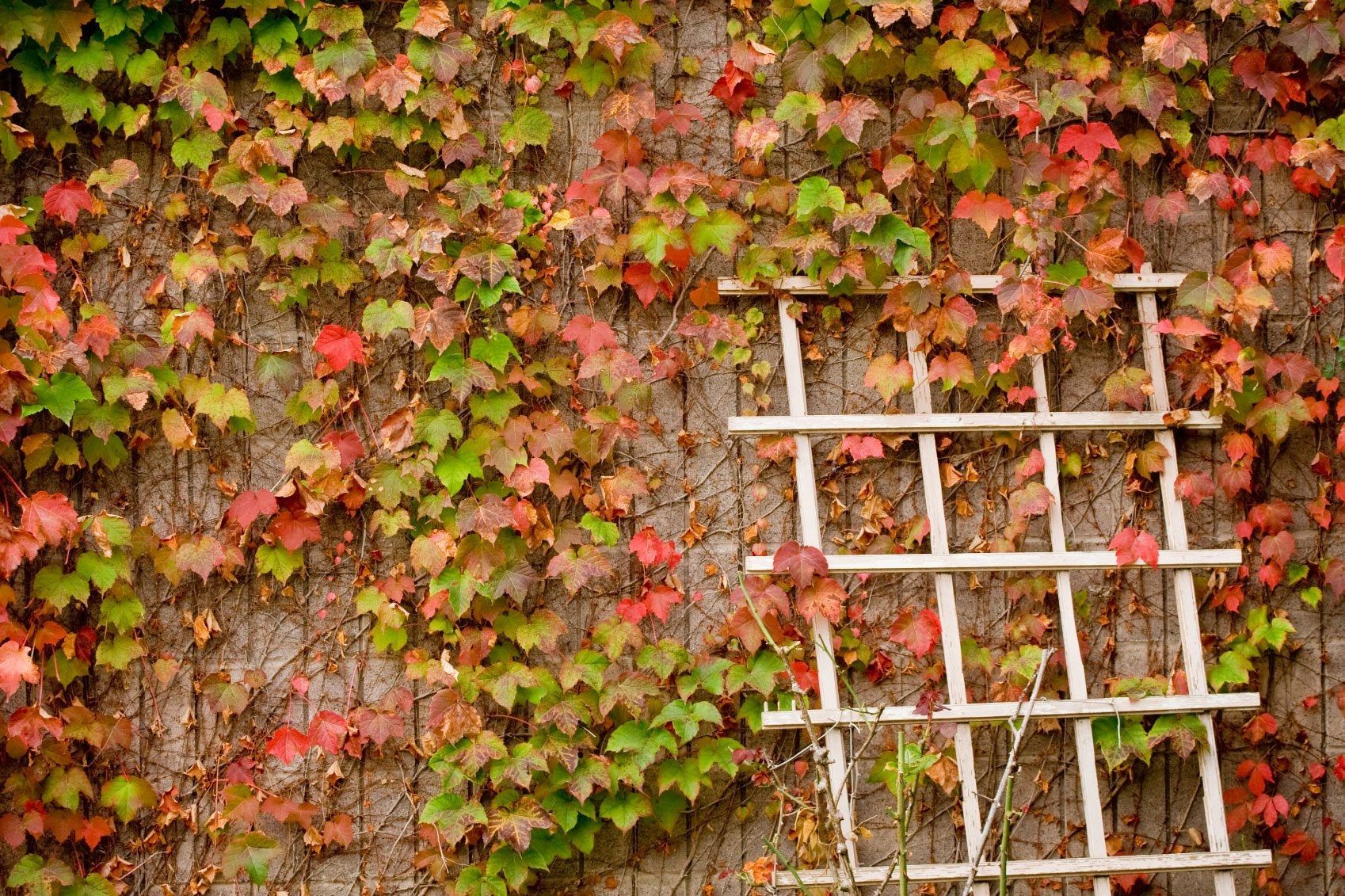 Ivy Plants Near Walls Is Boston Ivy Growing Up Brick Surfaces Ok