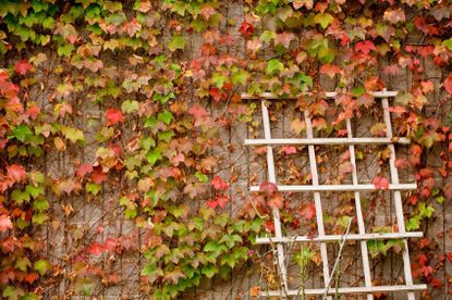 Wall Covered In Green And Red Boston Ivy