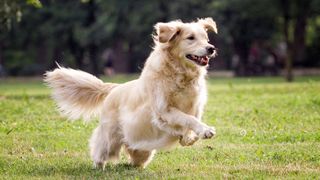 Best dogs for anxiety: Golden Retriever