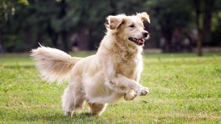 Golden Retriever running across the grass