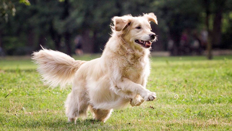 National Golden Retriever Day When is it and how can you celebrate