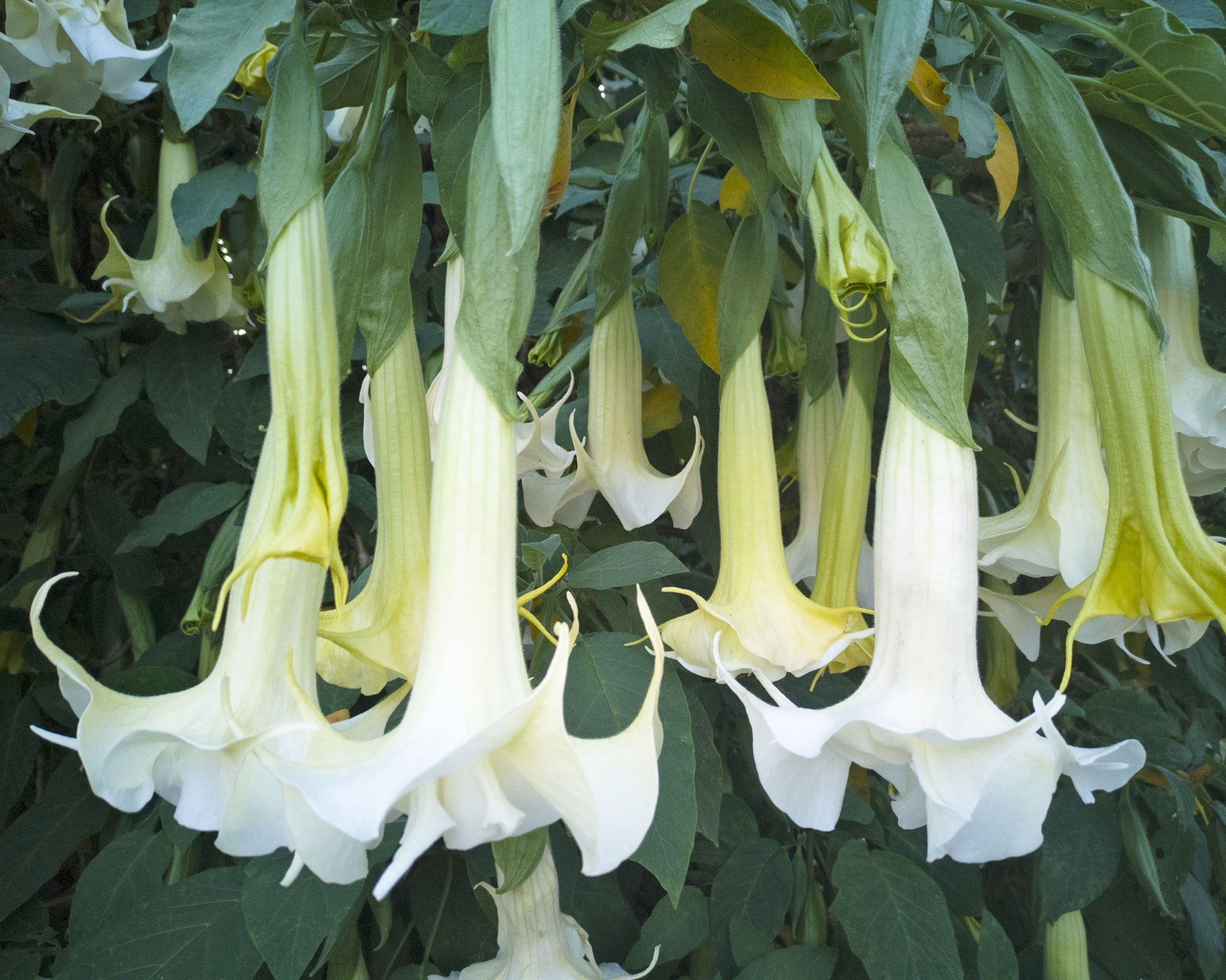 Brugmansia angel trumpet white flowers