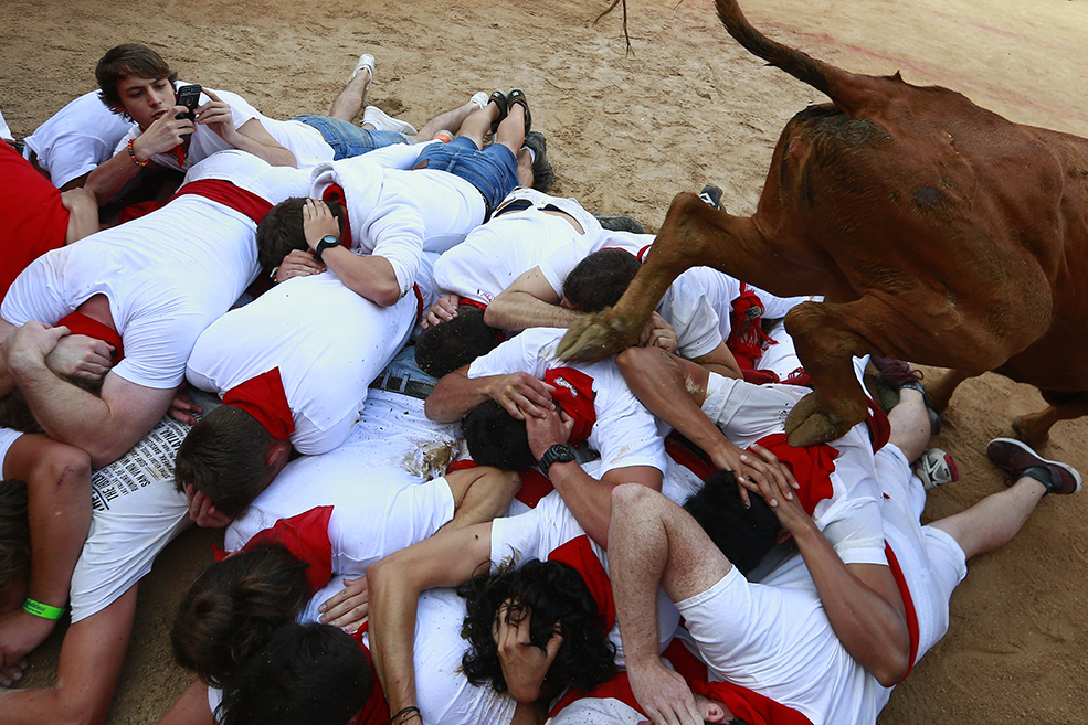 A calf jumping over people.