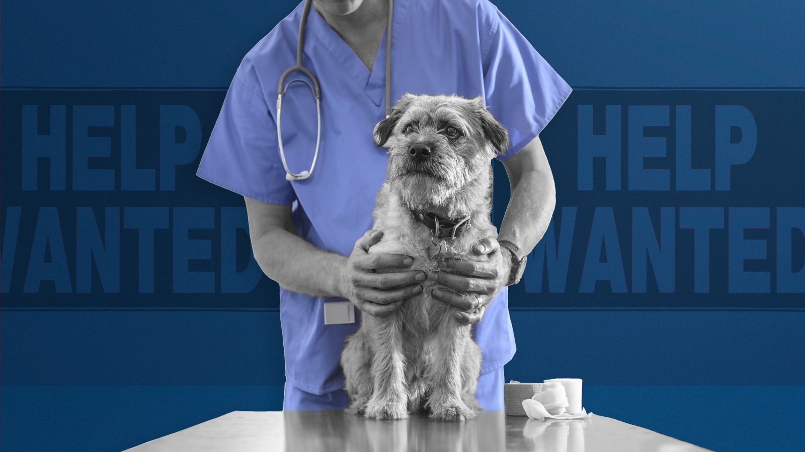 Pandemic accelerates U.S. veterinarian shortage The Week
