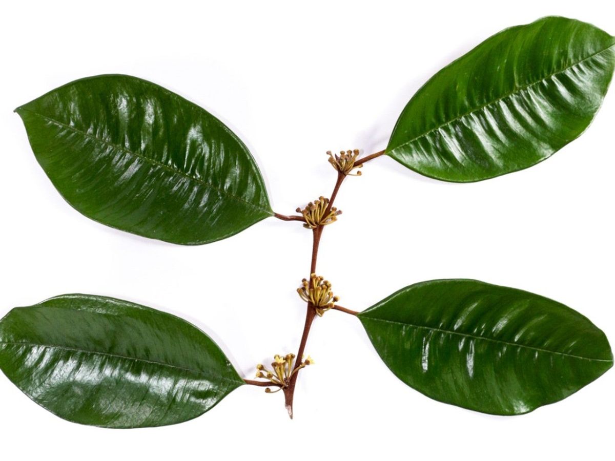 How To Grow A Satin Leaf Tree - Growing Conditions For Satin Leaf Tree ...