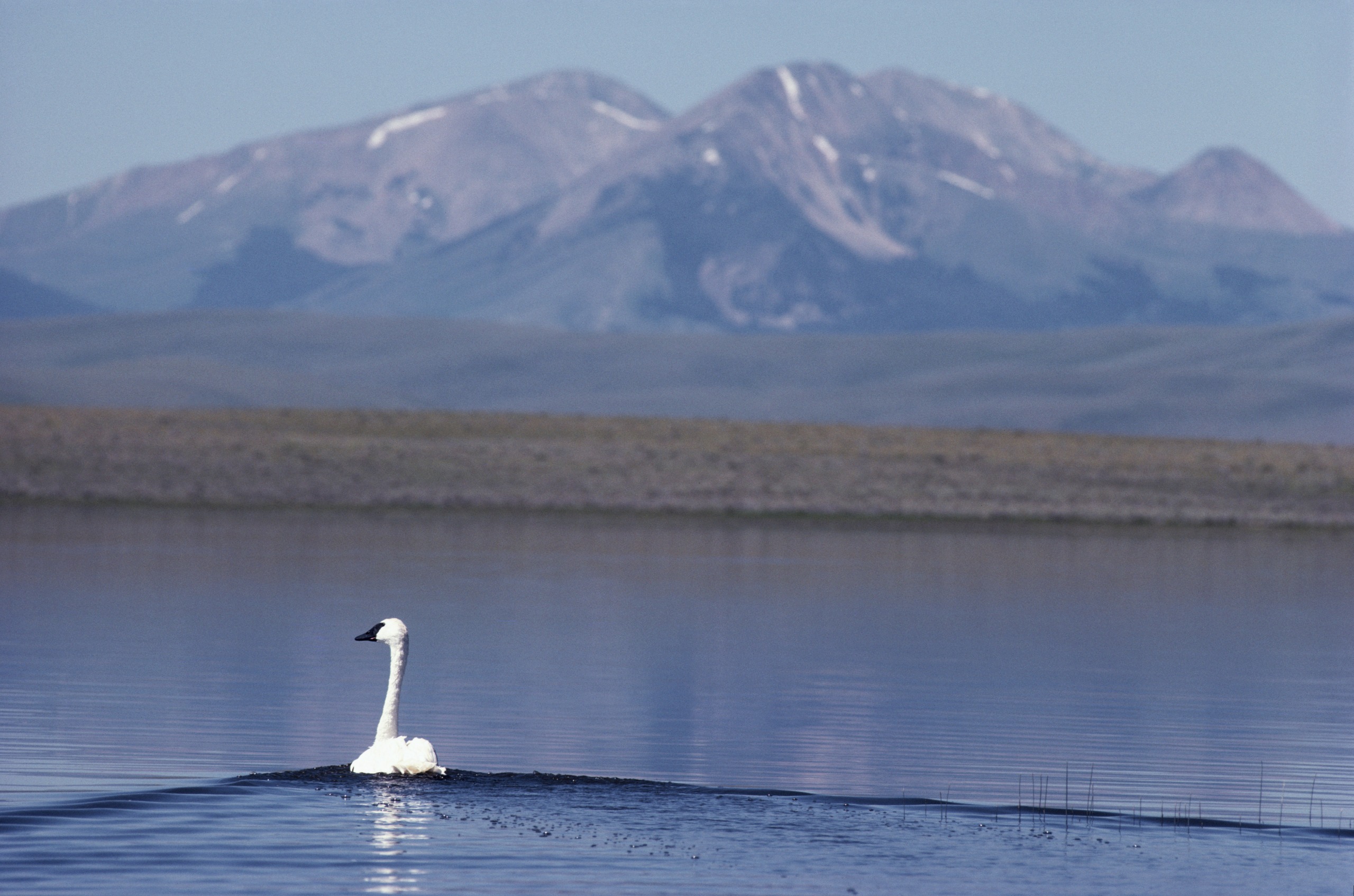 A trumpeter swan in Red Rock Lakes National Wildlife Refuge