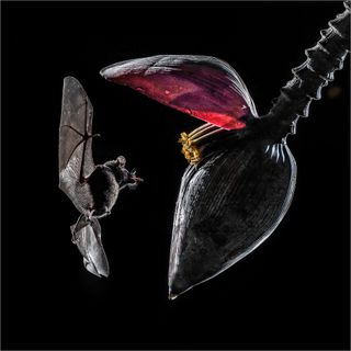 A long tongued bat approaching a banana leaf with a black background