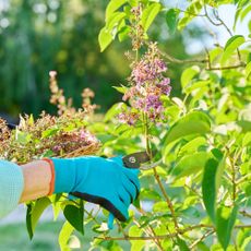 Gardener prunes lilac bush