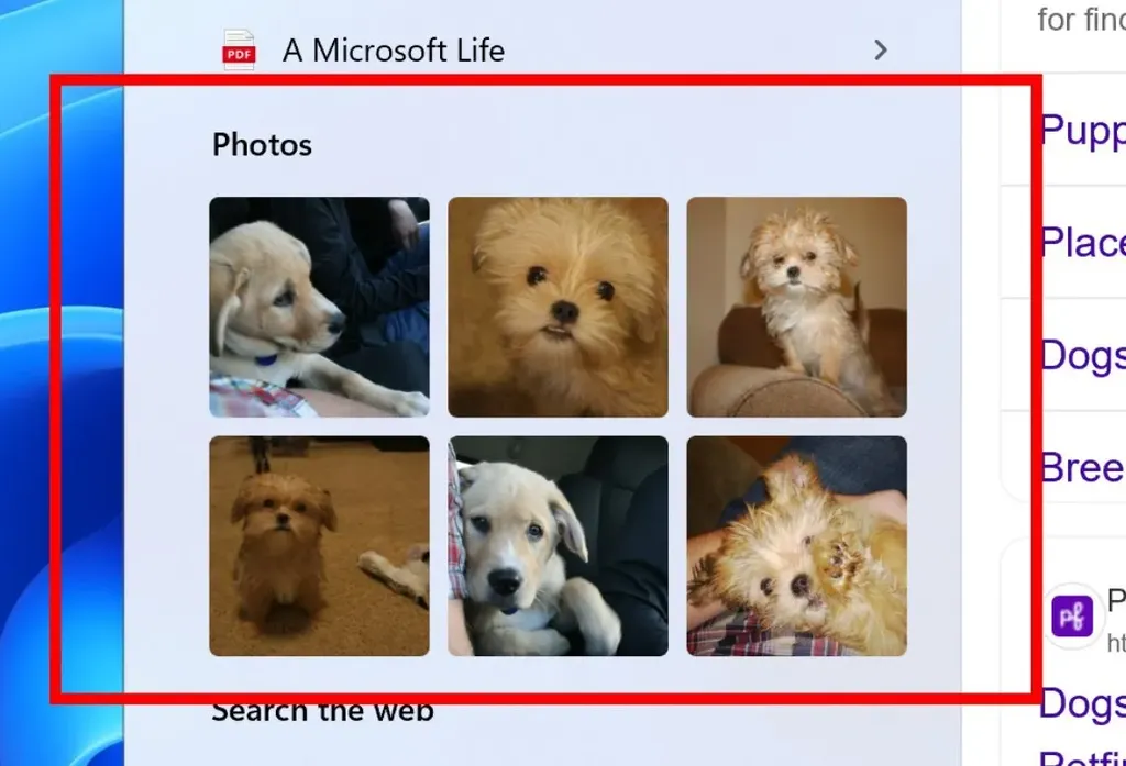 Windows Search photo grid results