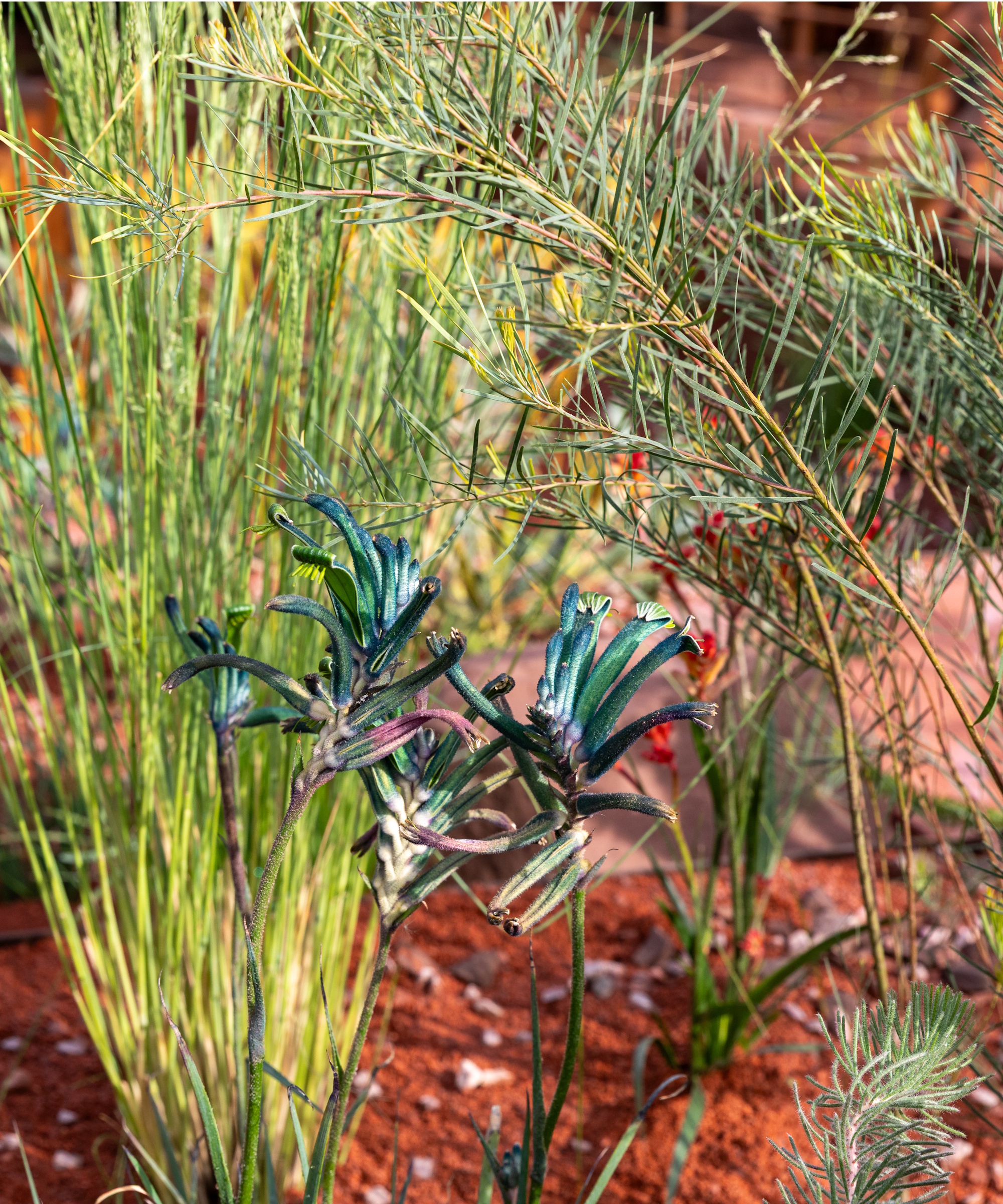 Blue kangaroo paw on RHS Journey Beyond the Tracks 2026