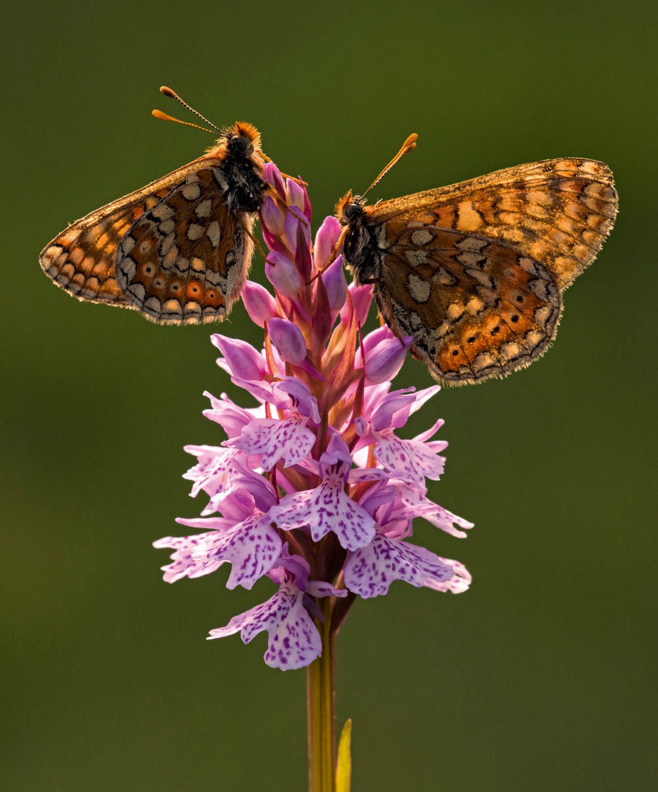 Marsh fritillaries (Euphydryas aurinia) resting on spotted heath orchid (Dactylorhiza maculata) at Dunsdon, near Holsworthy, Devon. ©Ross Hoddinott / naturepl.com