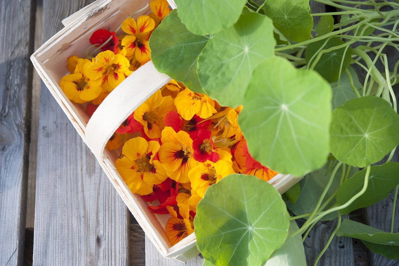 How to grow nasturtium essential guide to growing nasturtium Homes & Gardens
