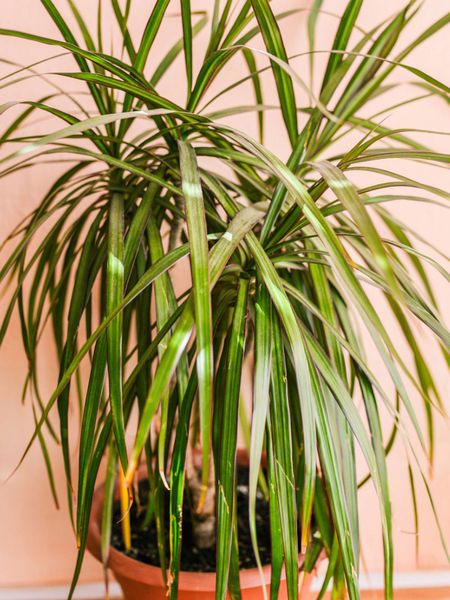 Potted House Plant With Long Thin Leaves