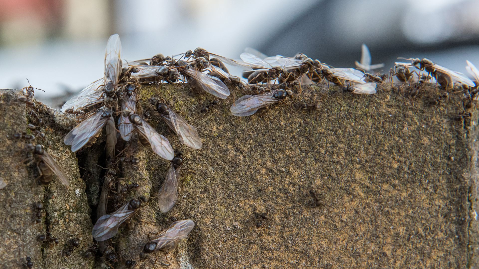 Flying ants on a brick wall