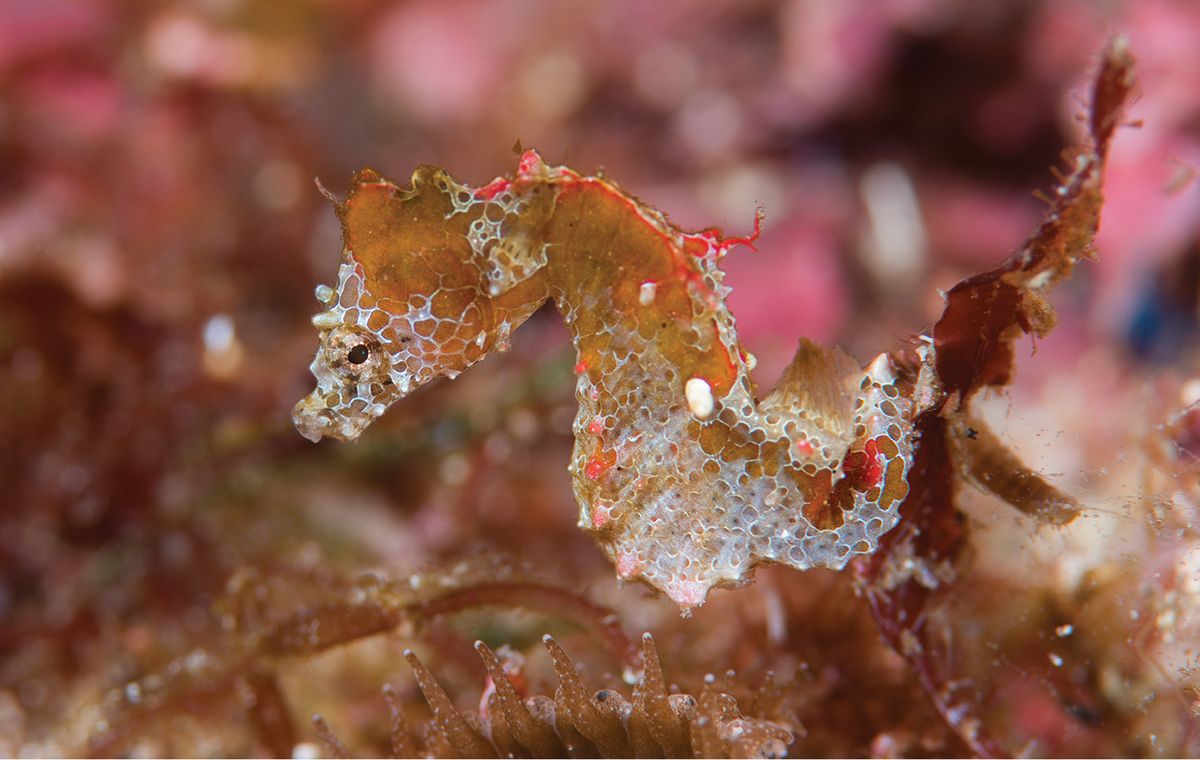 worlds smallest seahorse