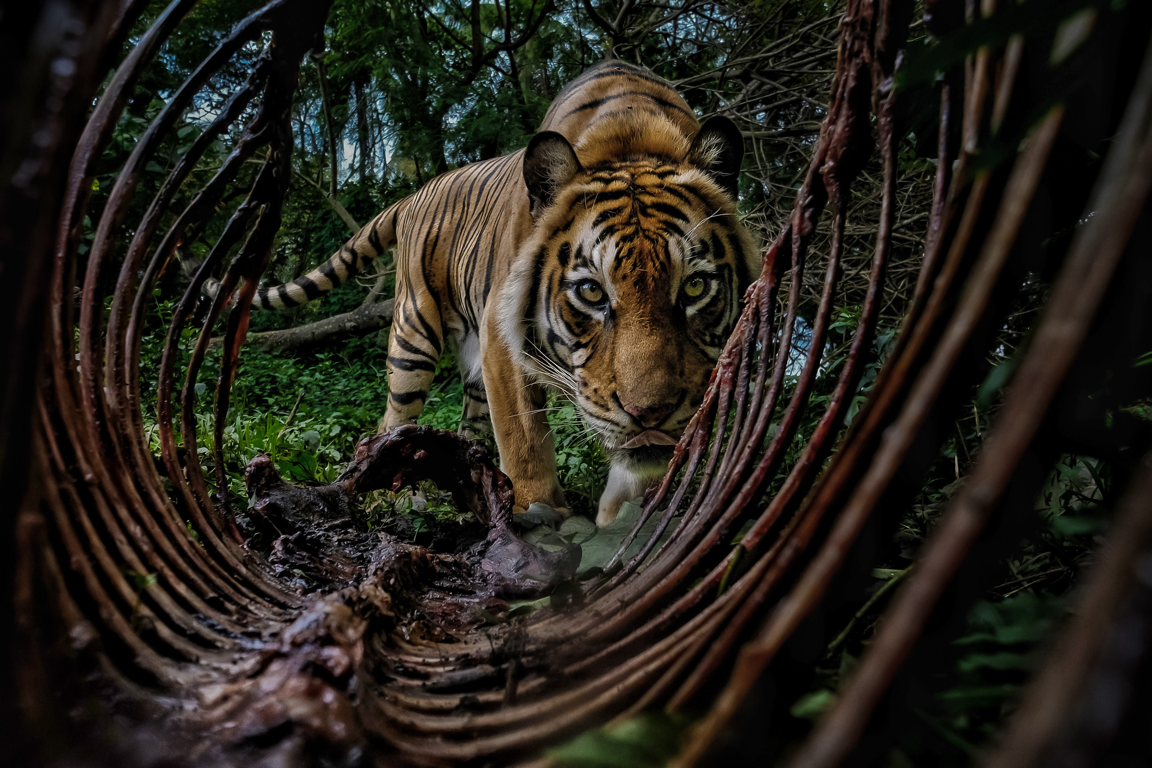 A winning image from the Environmental Photography Awards