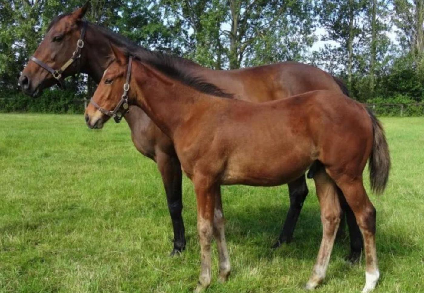 Epsom Derby favourite Desert Crown as a foal (approx six months old) with his dam, Desert Berry.
