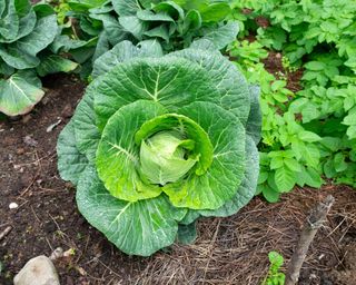 Wheeler's Imperial summer cabbage growing in a vegetable bed