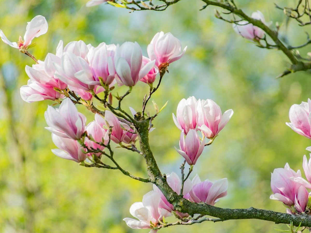 Magnolia Tree Care - How To Grow Healthy Magnolia Trees | Gardening ...