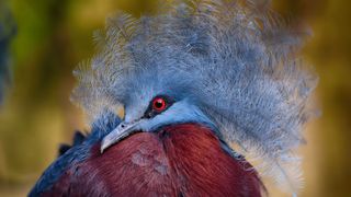 Close-Up Of Victoria Crowned Pigeon