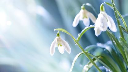 Galanthus nivalis