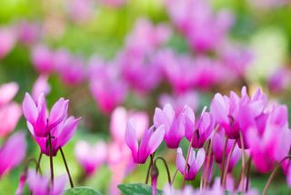plants for traditional gardening cyclamen persicum