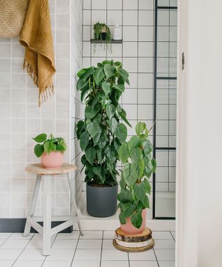 Philodendron Scandens low light indoor plant in bathroom