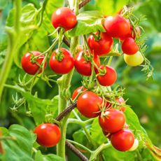 Perfectly ripe cherry tomatoes growing on vine