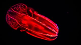 A bloody-belly comb jelly is lit up red as it swims through dark waters.