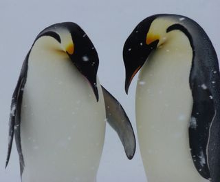 bowing penguins