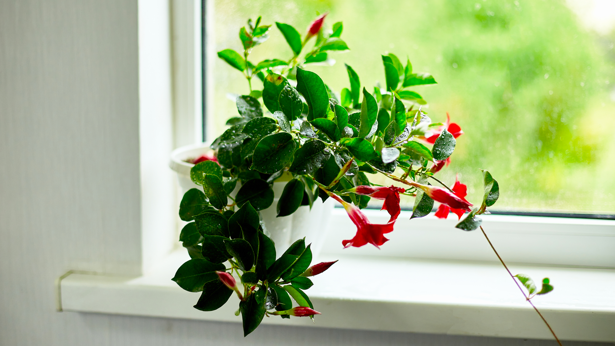 mandevilla on a windowsill 