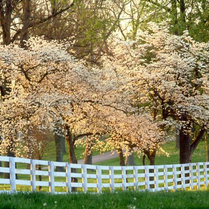 flowering dogwood trees behind white fence in the countryside