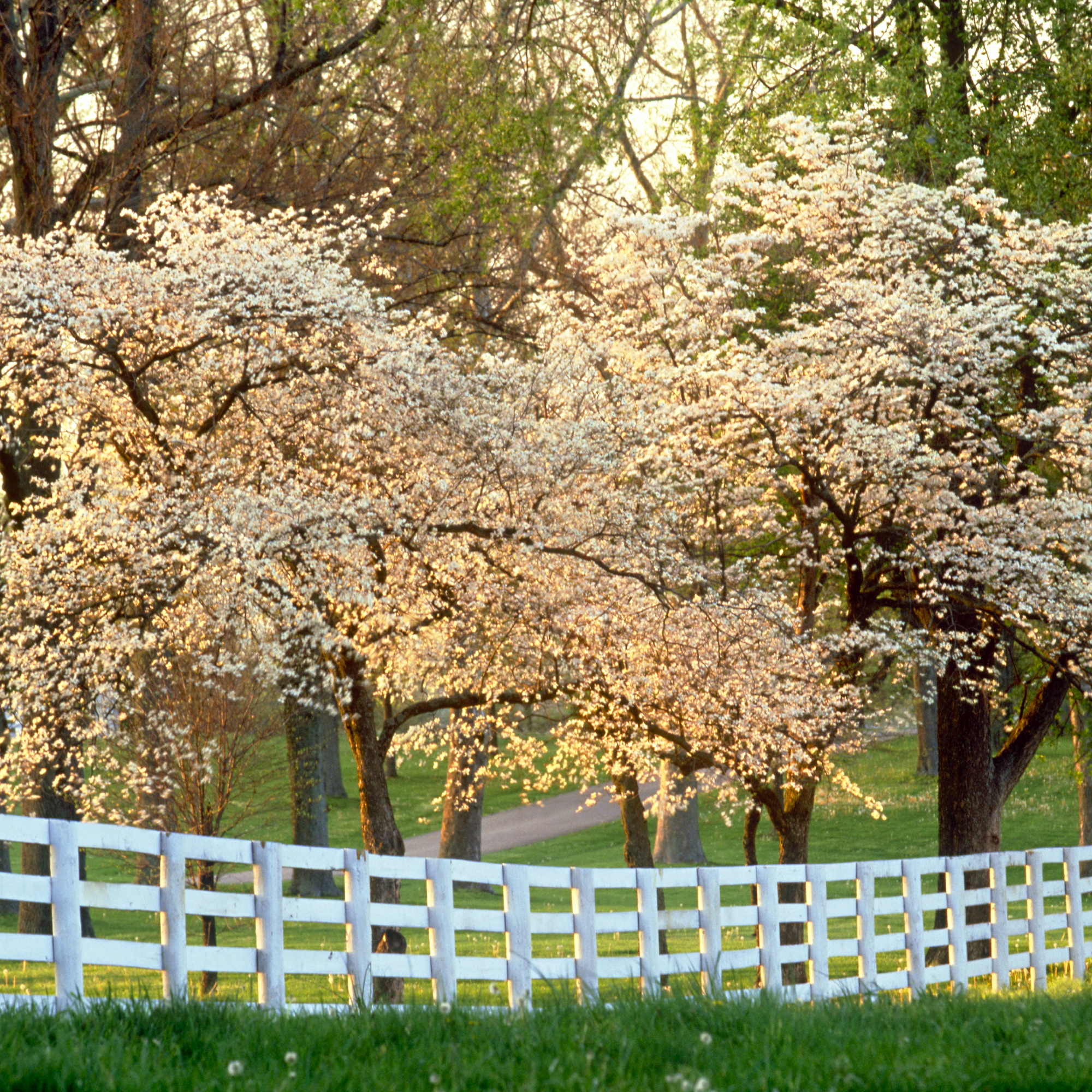flowering dogwood trees behind white fence in the countryside