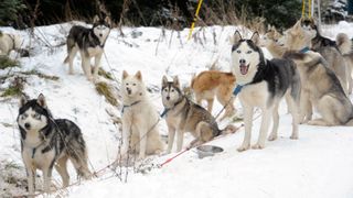 Pack of Malamutes